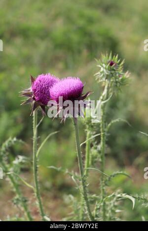 due thistle porpora annuenti Foto Stock