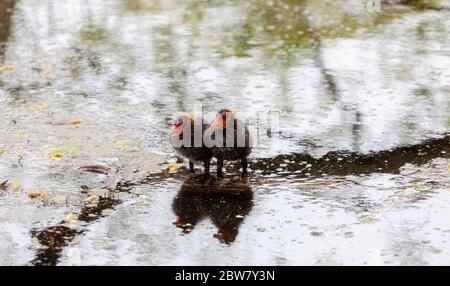 Pulcini eurasiatici Foto Stock