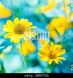 Sfondo primaverile con bellissimi fiori gialli. Campo di fiori gialli in fiore su un tramonto di sfondo con vista della natura sfocata Foto Stock
