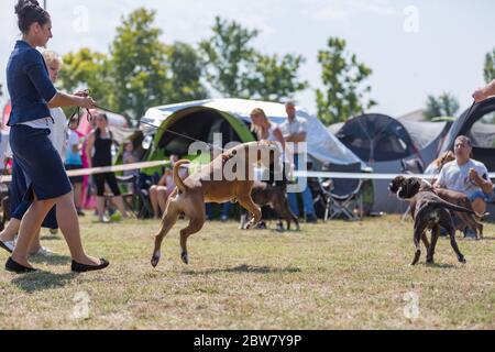 08.15.2018, Ungheria, Debrecen: Cani con il suo gestore su gara o spettacolo di cani Foto Stock