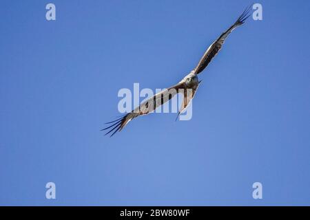 Hankley comune, Godalming. 30 maggio 2020. Tempo caldo e soleggiato in tutte le contee di casa oggi. Un aquilone rosso che sorvola il cielo blu di Hankley Common vicino a Godalming in Surrey. Credit: james jagger/Alamy Live News Foto Stock