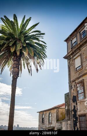 Albero di palma a Miradouro da Rua das Aldas a Porto, Portogallo Foto Stock