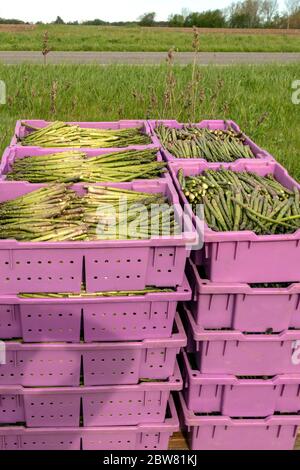 Asparagi (Asparagus officinalis), raccolta primaverile, SW Michigan, USA, di James D Coppinger/Dembinsky Photo Assoc Foto Stock