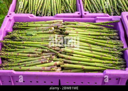 Asparagi (Asparagus officinalis), raccolta primaverile, SW Michigan, USA, di James D Coppinger/Dembinsky Photo Assoc Foto Stock