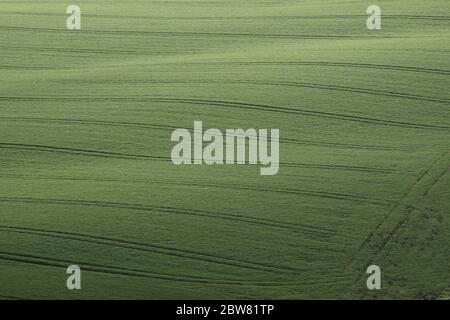 Campi agricoli verdi al mattino. Lothian occidentale, Scozia. Foto Stock