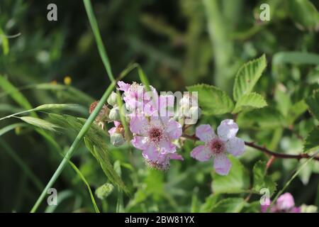 rosa blackberry blosom Foto Stock