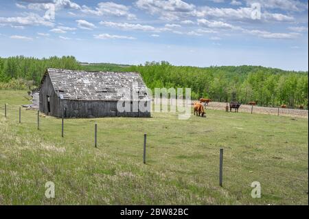 Bestiame pascolo in un pascolo stand accanto a vecchi edifici vicino alla città di Innisfail, Alberta, Canada Foto Stock