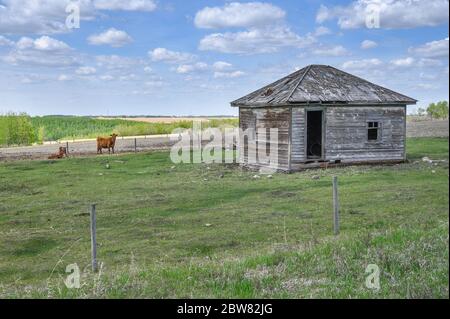 Bestiame pascolo in un pascolo stand accanto a vecchi edifici vicino alla città di Innisfail, Alberta, Canada Foto Stock