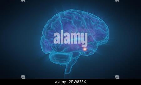 illustrazione 3d cervello umano con convoluzioni e una radianza di luce Foto Stock