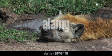 Ritratto di un'iena macchiata che riposa vicino a una pozza fangosa, ma guarda molto attentamente dritto verso la fotocamera Foto Stock