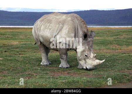 Ritratto di un rinoceronte bianco che pascolano sul lago Nakuru in Kenya Foto Stock