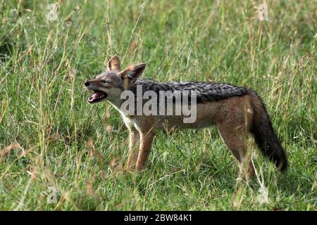 Un jackal a righe si erge con ampia bocca aperta nella luce del mattino nell'erba alta giallo-verde del Masai Mara Foto Stock