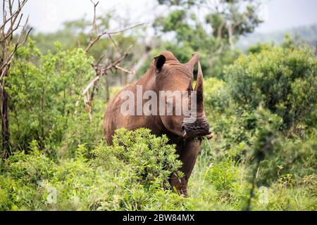 Rinoceronte bianco o rinoceronte quadrato (Ceratotherium simum), Parco Hluhluwe-iMfolozi, KwaZulu Natal, Sudafrica Foto Stock