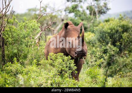 Rinoceronte bianco o rinoceronte quadrato (Ceratotherium simum), Parco Hluhluwe-iMfolozi, KwaZulu Natal, Sudafrica Foto Stock