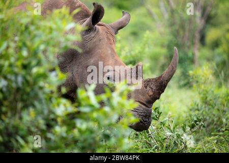 Rinoceronte bianco o rinoceronte quadrato (Ceratotherium simum), Parco Hluhluwe-iMfolozi, KwaZulu Natal, Sudafrica Foto Stock