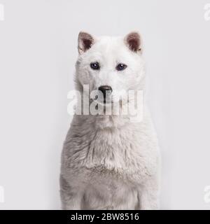 Bianco taglia media bel cane Kishu Inu Foto Stock