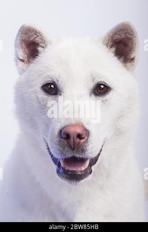 Bianco taglia media bel cane Kishu Inu Foto Stock