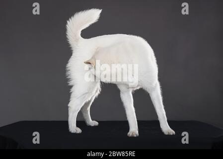 Bianco taglia media bel cane Kishu Inu Foto Stock