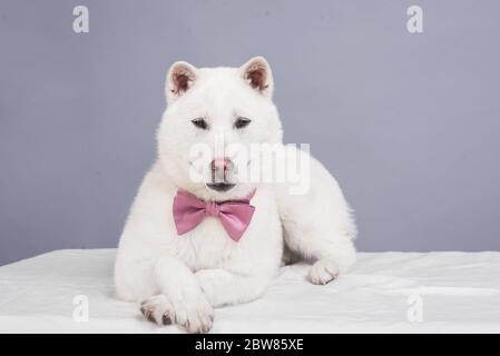 Bianco taglia media bel cane Kishu Inu Foto Stock