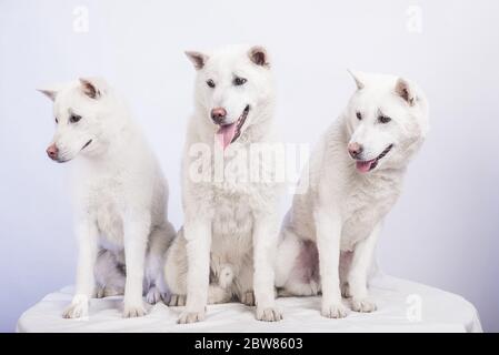 Bianco taglia media bel cane Kishu Inu Foto Stock