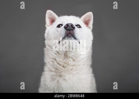 Bianco taglia media bel cane Kishu Inu Foto Stock