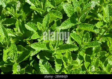 Suggerimenti freschi pf menta piante che fanno un sfondo naturale. Foto Stock