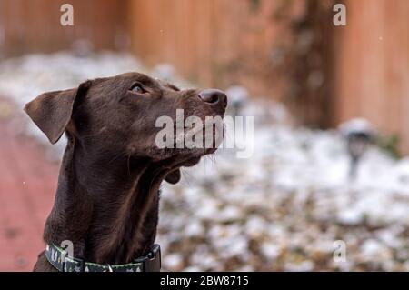Ritratto di un puntatore Brown tedesco Shorthaered in inverno Foto Stock