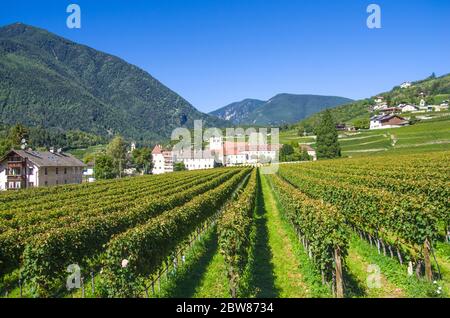 splendidi vigneti dell'abbazia di novacella, in italia, tirolo, antico monastero alpino, con il monastero sullo sfondo, chiesa, campanile, cel Foto Stock