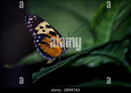 Black, Orange e Yellow Hecale Longwing (Heliconius hecale) farfalla poggiata su una foglia con uno sfondo scuro Foto Stock