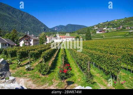 splendidi vigneti dell'abbazia di novacella, in italia, tirolo, antico monastero alpino, con il monastero sullo sfondo, chiesa, campanile, cel Foto Stock
