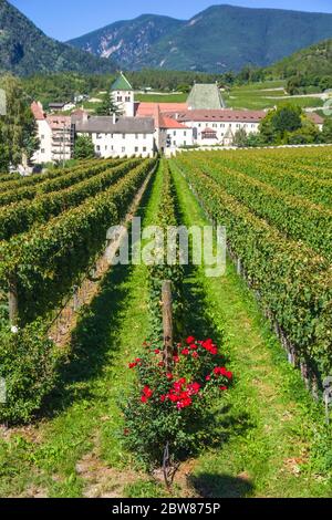 splendidi vigneti dell'abbazia di novacella, in italia, tirolo, antico monastero alpino, con il monastero sullo sfondo, chiesa, campanile, cel Foto Stock