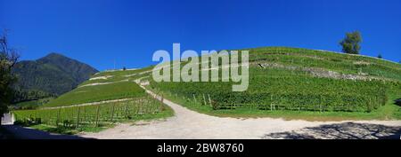 splendidi vigneti dell'abbazia di novacella, in italia, tirolo, antico monastero alpino, con il monastero sullo sfondo, chiesa, campanile, cel Foto Stock