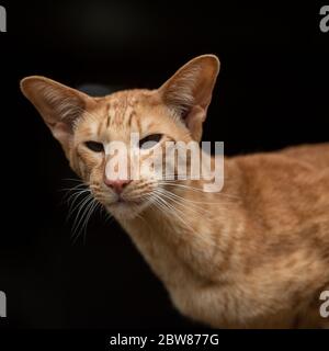 gatto orientale shorthair Foto Stock