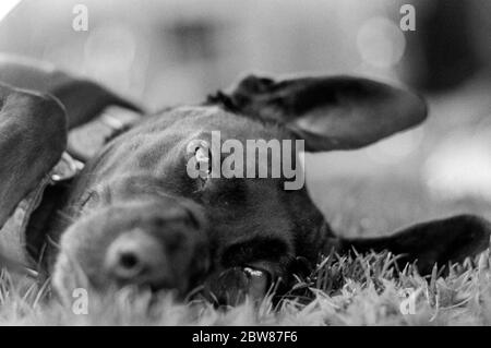 Ritratto bianco e nero di un cane nero felice e sorridente che giace nell'erba Foto Stock