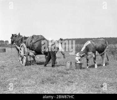 1920 COLTIVATORE CHE DÀ SECCHIO D'ACQUA DA CAVALLI TIRATO SERBATOIO D'ACQUA PER VACCA THERED IN PASCOLO NORMANDIA FRANCIA - C4112 HAR001 HARS B&W UOMO DI MEZZA ETÀ BESTIAME MAMMIFERI AD ALTO ANGOLO EUROPEO PASCOLI CONTADINI MUCCHE TRAINATE OCCUPAZIONI CONSUMARE IDRATAZIONE NORMANDIA MAMMIFERO RINFRESCANTE SETE SETE NERO E BIANCO ZOOTECNICO HAR001 DOMESTICATED VECCHIO STILE CON IL TETHERED Foto Stock