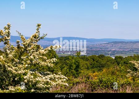 Vista grandangolare sul paesaggio con foresta da Rotenfels, Bad Muenster am Stein, Renania Palatinato, Germania Foto Stock