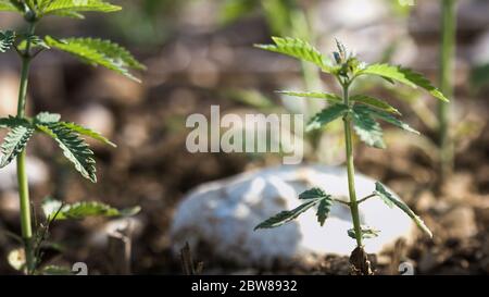 Pianta giovane di canapa di cannabis che cresce dallo sporco che si muove nel vento con il sole che splende. Movimento lento, movimento di inclinazione Foto Stock