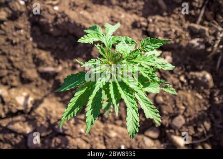 Pianta giovane di canapa di cannabis che cresce dallo sporco che si muove nel vento con il sole che splende. Movimento lento, movimento di inclinazione Foto Stock