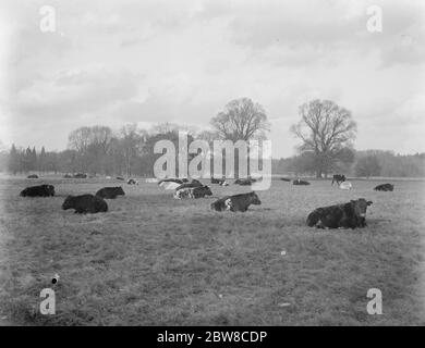 Un'azienda agricola australiana in Inghilterra : ideale per l'addestramento Empire Land a Lynford Hall , Norfolk . 30 gennaio 1926 Foto Stock