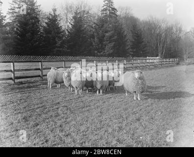 Un'azienda agricola australiana in Inghilterra : ideale per l'addestramento Empire Land a Lynford Hall , Norfolk . Pecora di palude di Romney . 30 gennaio 1926 Foto Stock