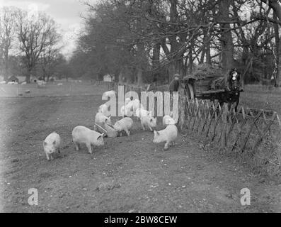 Un'azienda agricola australiana in Inghilterra : ideale per l'addestramento Empire Land a Lynford Hall , Norfolk . Due cucciolate di suini bianchi medi . 30 gennaio 1926 Foto Stock