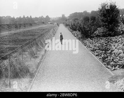 I giardini della casa di campagna del Re , Sandringham , Norfolk . Le gabbie di frutta e l'orto. 22 agosto 1929 Foto Stock