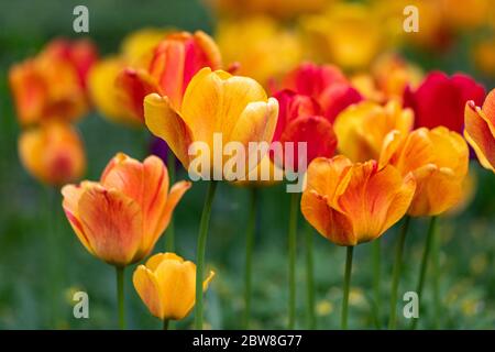 Rosso e giallo Darwin ibrido Golden Apeldoorn tulipano (Tulipa) fiori Foto Stock