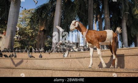 Un agnello divertente con piccioni sulla strada a Mumbai. India. Foto Stock