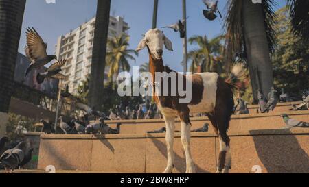 Un agnello divertente con piccioni sulla strada a Mumbai. India. Foto Stock