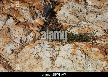 Dettagli di una miniera di roccia rossa paesaggio con una pianta Foto Stock