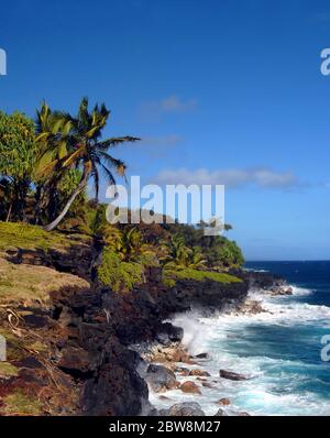 La palma di Lone si affaccia verso le profondità acquose dell'Oceano Pacifico sulla Big Island delle Hawaii. Le onde si infrangono contro la spiaggia rocciosa nera di lava a sud o Foto Stock