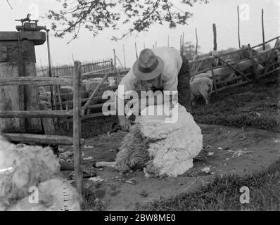 Tosatura delle pecore . Una mano contadina - cesoia il suo gregge di pecore . 1935 Foto Stock