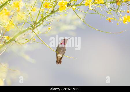 Il maschio del Hummingbird di Anna nel museo del deserto Palo Verde Tree Foto Stock