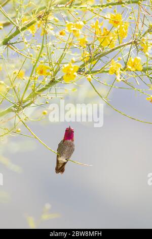 Il maschio del Hummingbird di Anna nel museo del deserto Palo Verde Tree Foto Stock